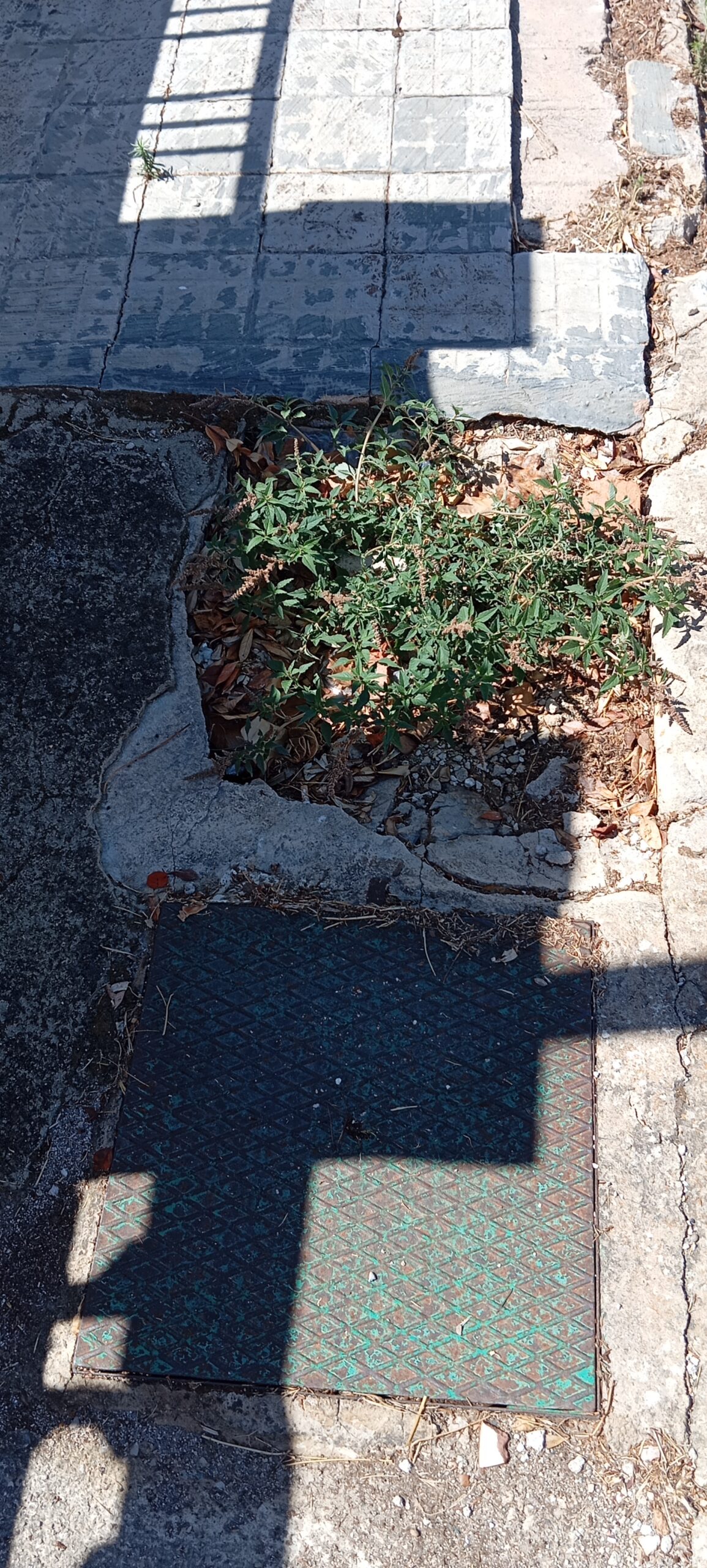 Pavimentación