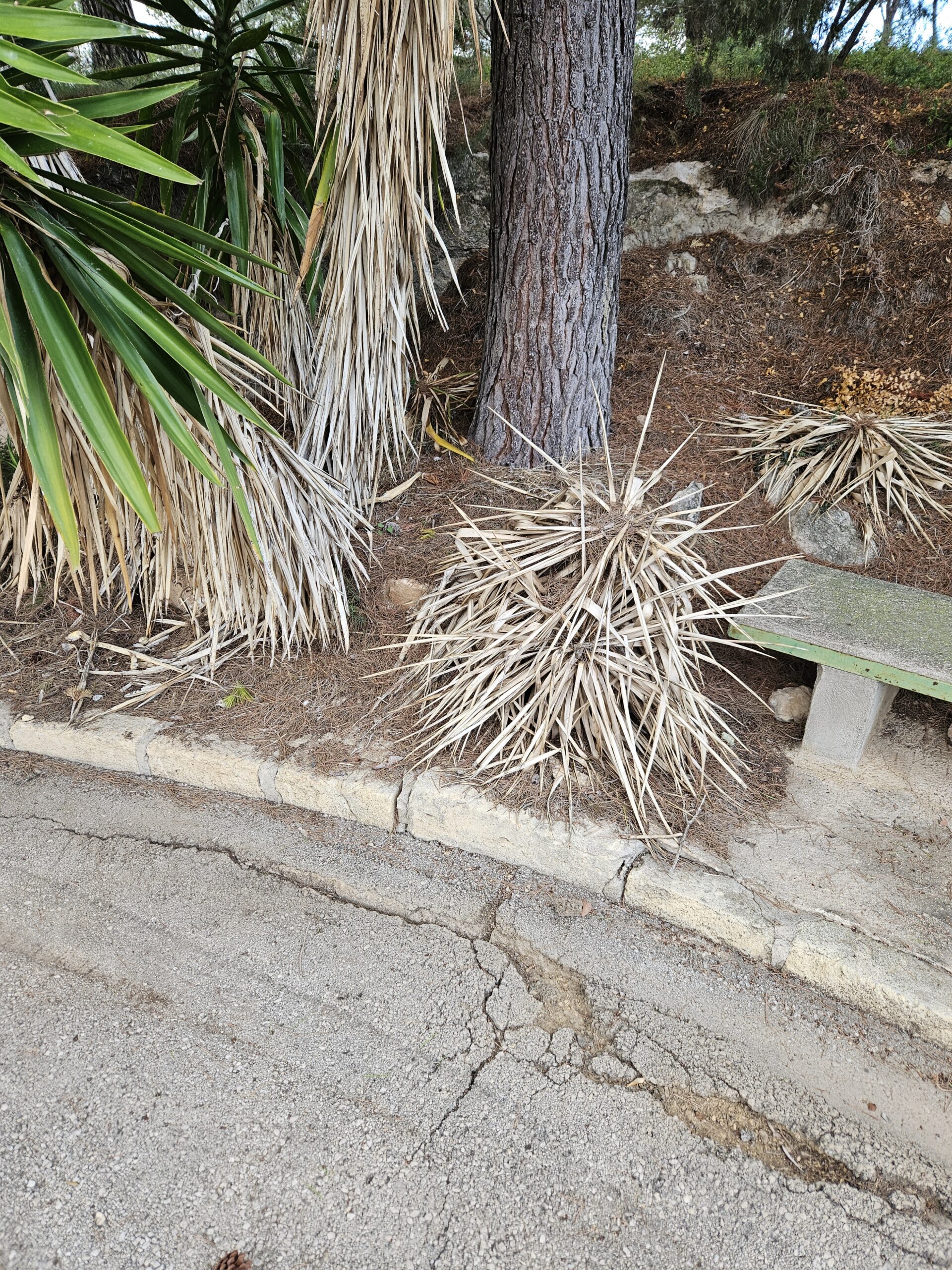 Pavimentación