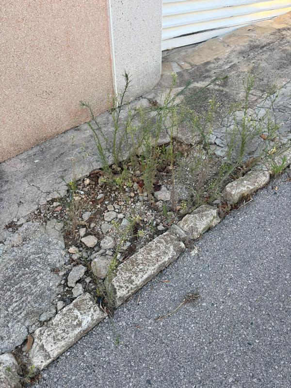 Pavimentación